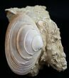 Miocene Aged Clam Fossil - France #10325-1